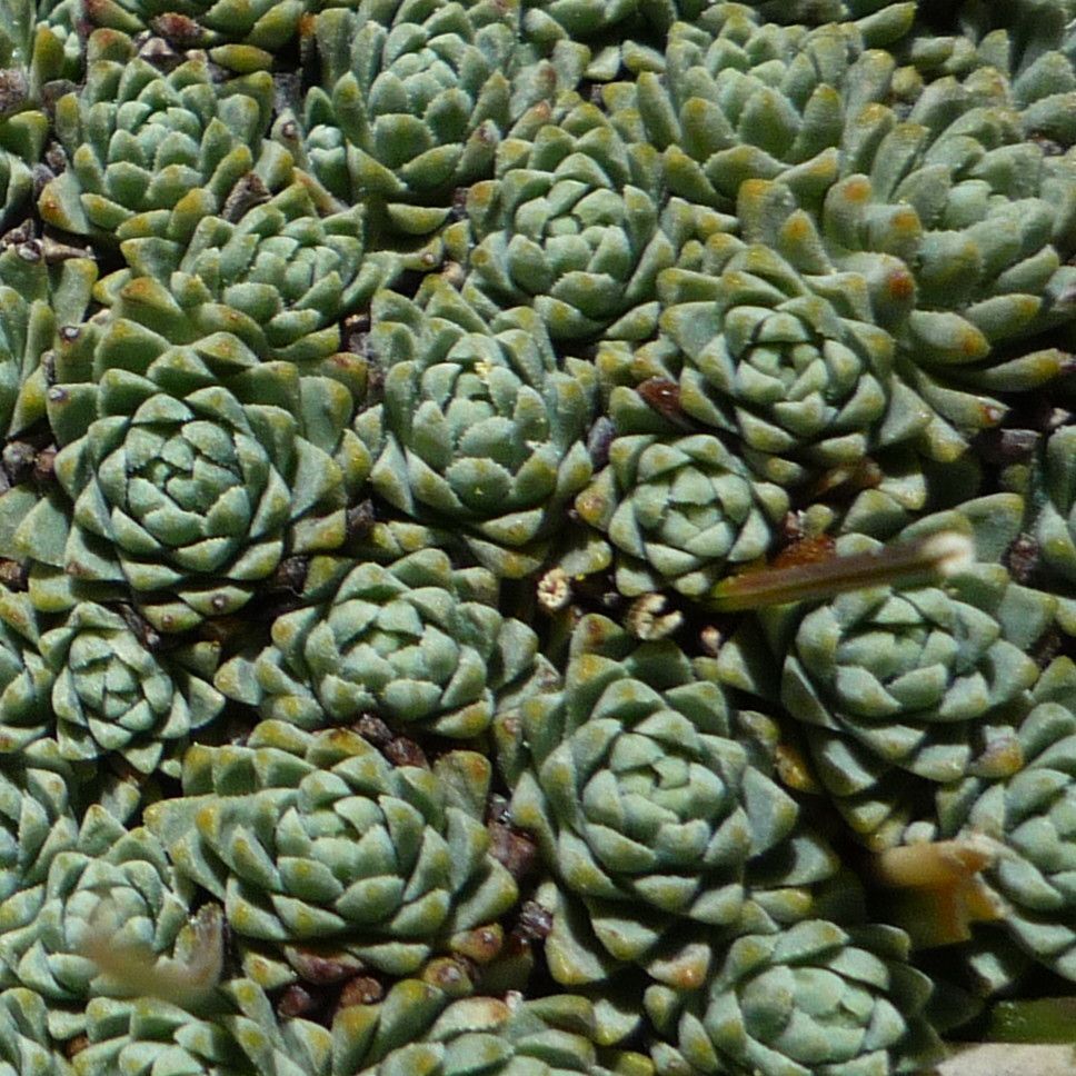 Werneria marcida leaf