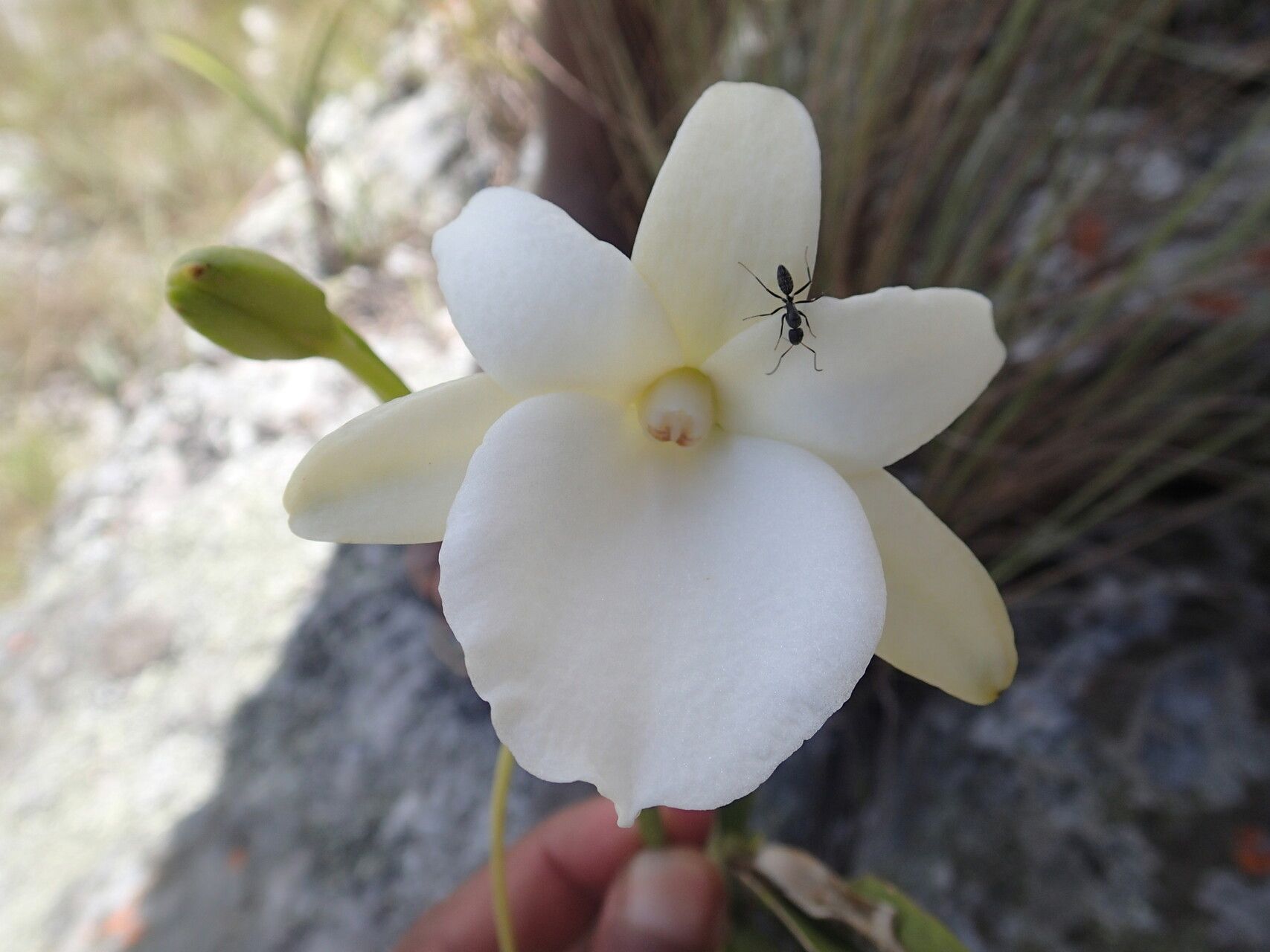 Angraecum protensum — houseplant care guide