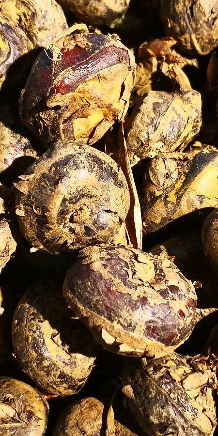 Eleocharis dulcis — search result for 'Lotus'