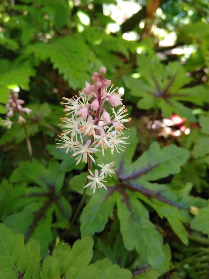 Tiarella cordifolia flower