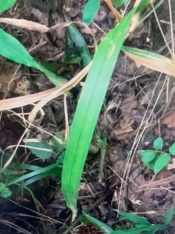 Cinna arundinacea — related species from the same genus