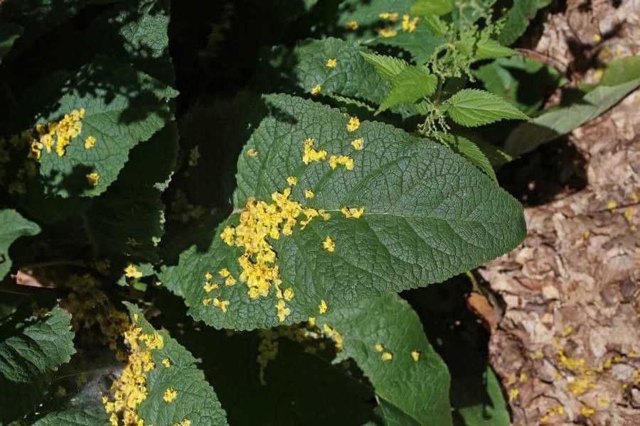 Verbascum glabratum leaf