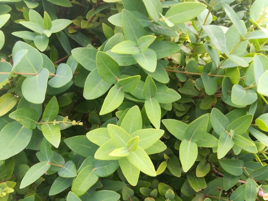 Syzygium baudouinii — houseplant care guide