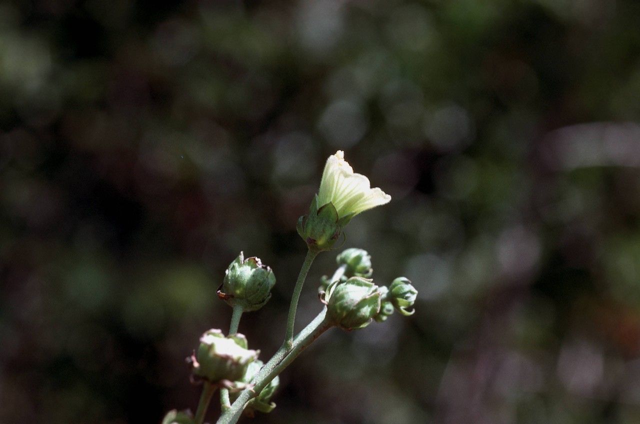 Pavonia paludicola — search result for 'Pavonia'