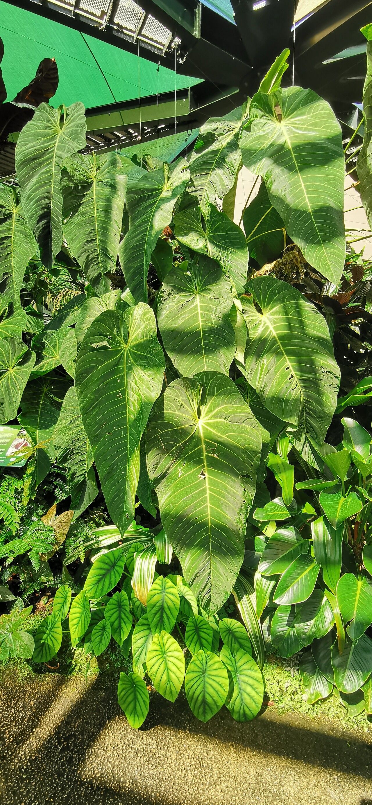 Anthurium cirinoi leaf