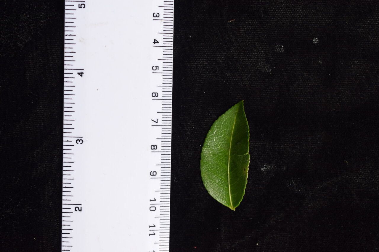 Euonymus tingens other