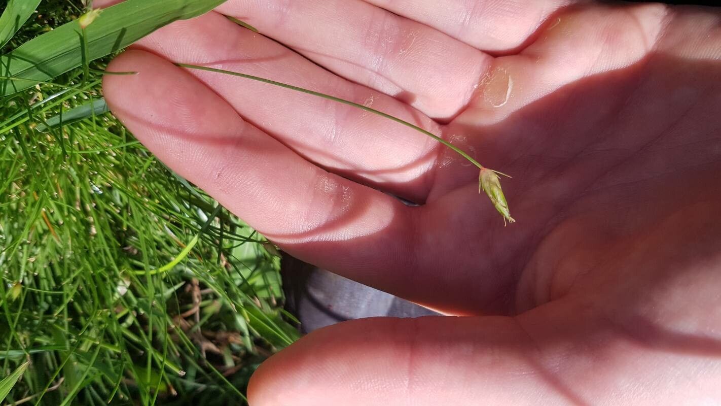 Eleocharis retroflexa fruit