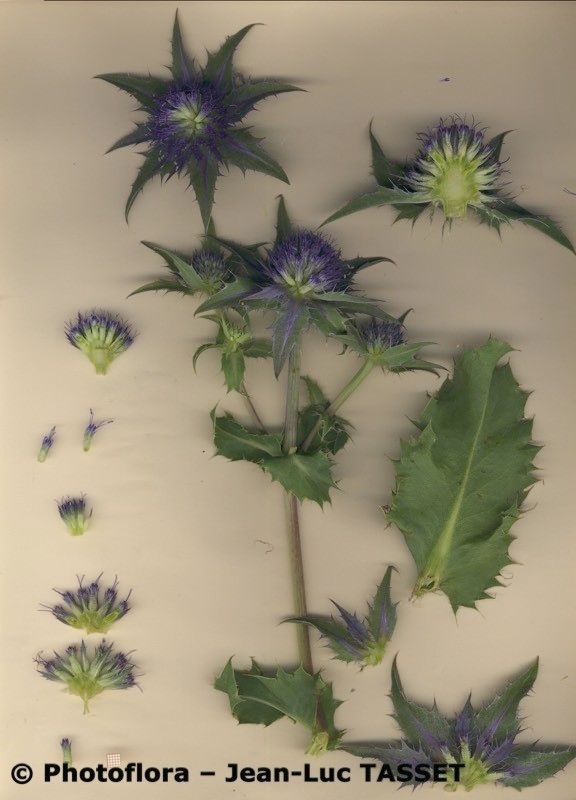 Eryngium aquifolium habit