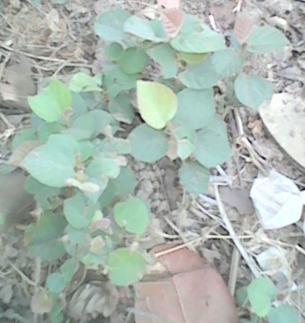Flemingia faginea leaf