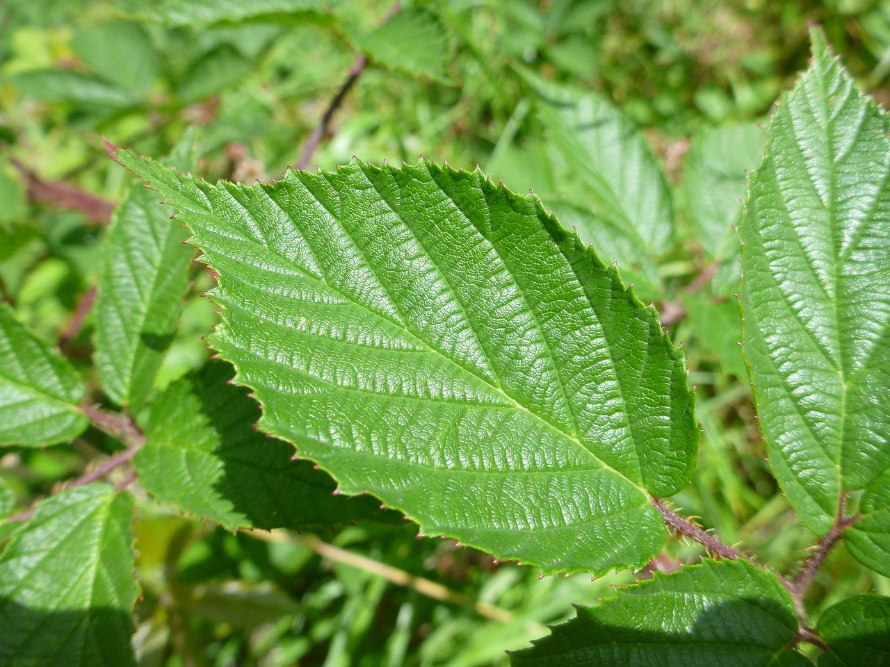 Rubus praticolor leaf