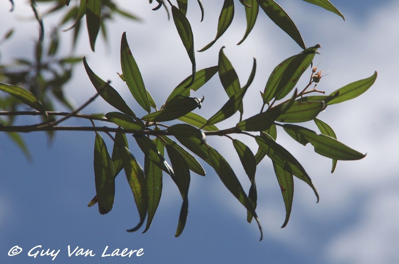 Miconia angustifolia habit