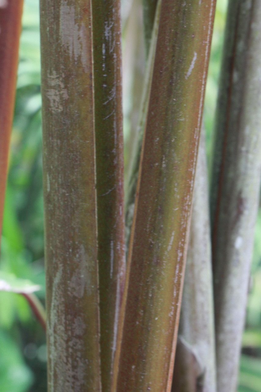 Heliconia longa bark