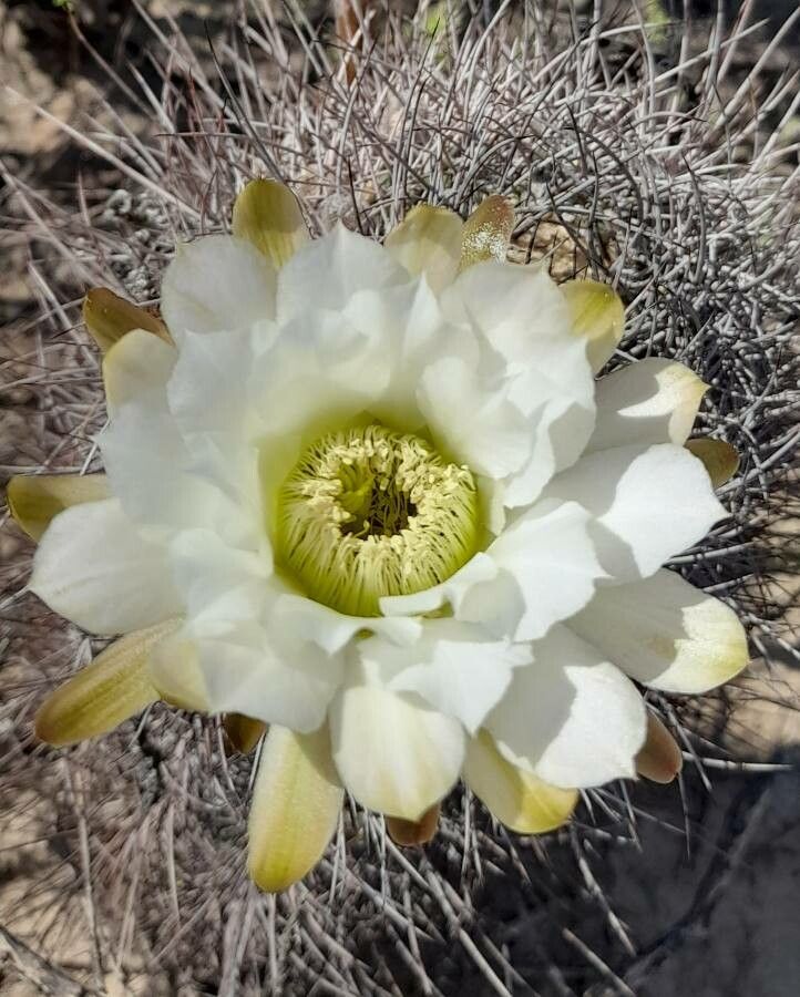 Echinopsis leucantha flower