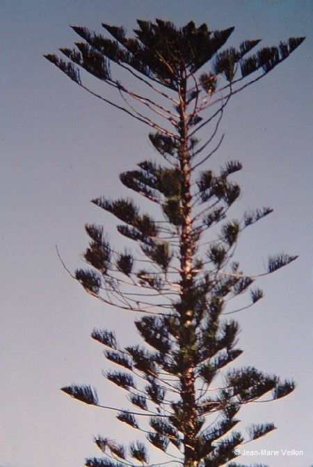 Araucaria bernieri habit