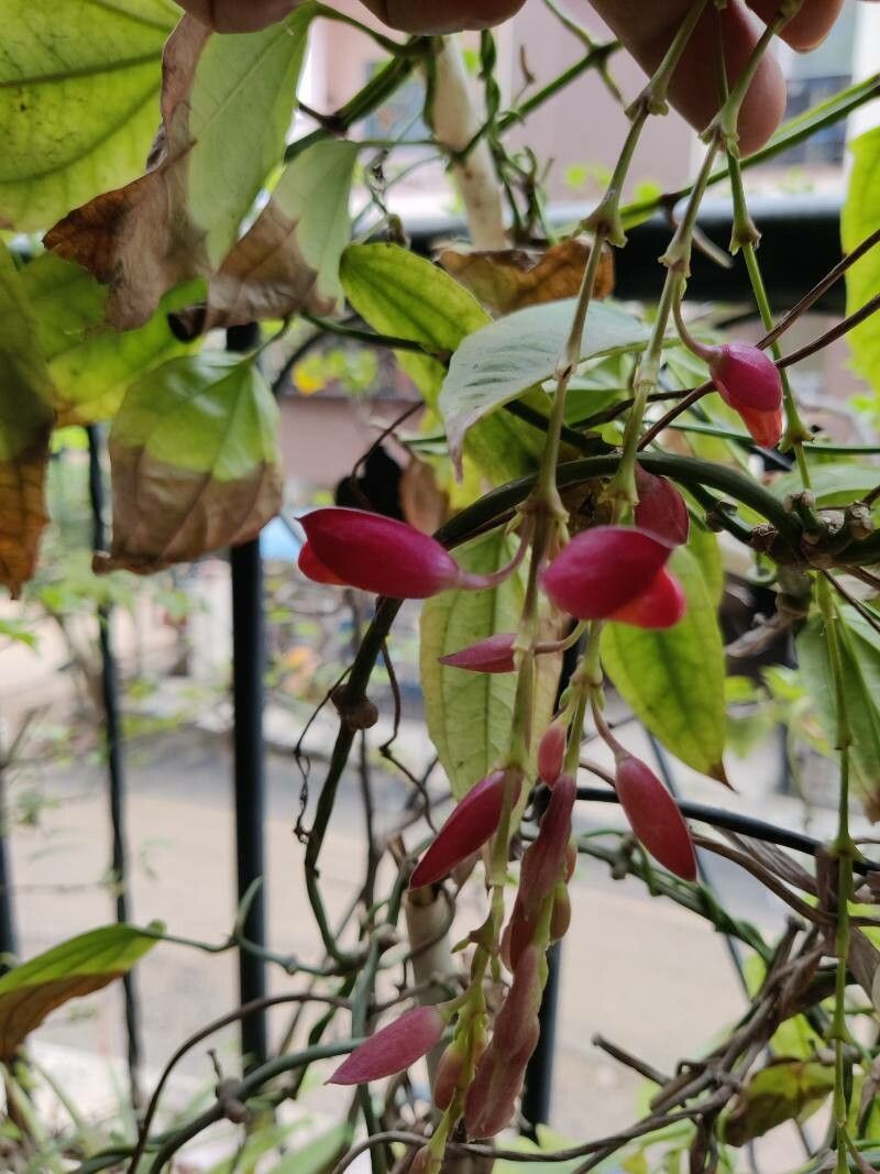 Thunbergia coccinea flower