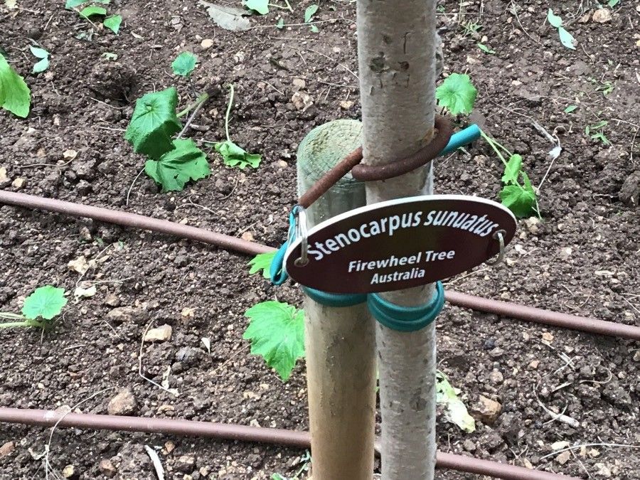 Stenocarpus sinuatus bark