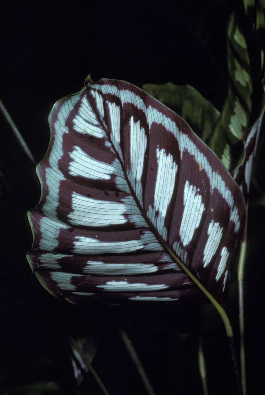 Alsophila binayana — houseplant care guide