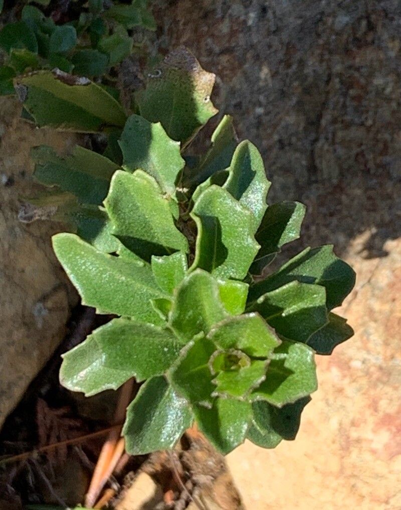 Baccharis rhomboidalis — search result for 'Baccharis'