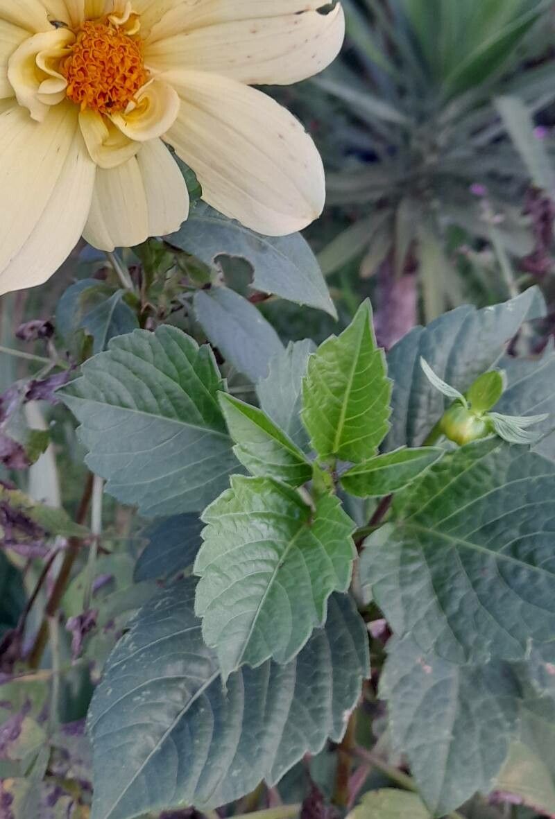 Dahlia × hortensis — houseplant care guide