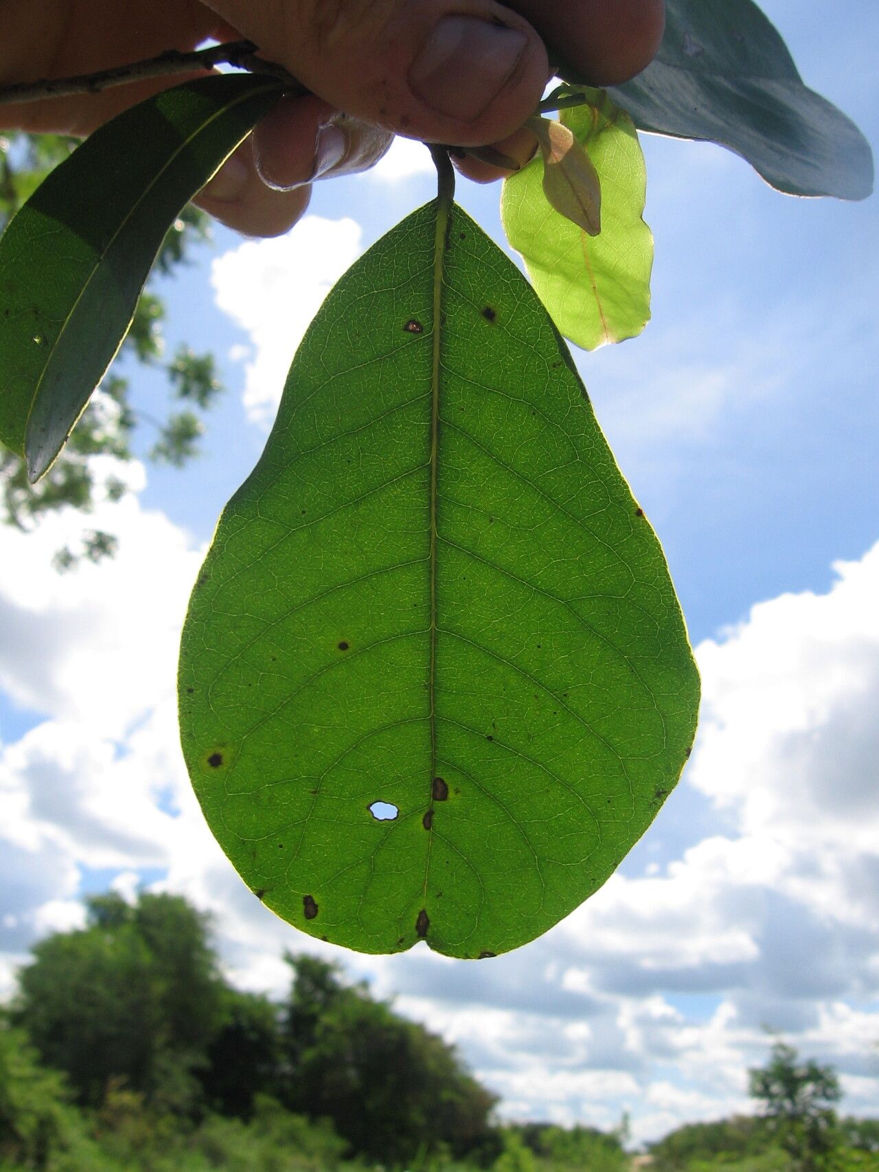 Monodora minor — search result for 'Monodora'