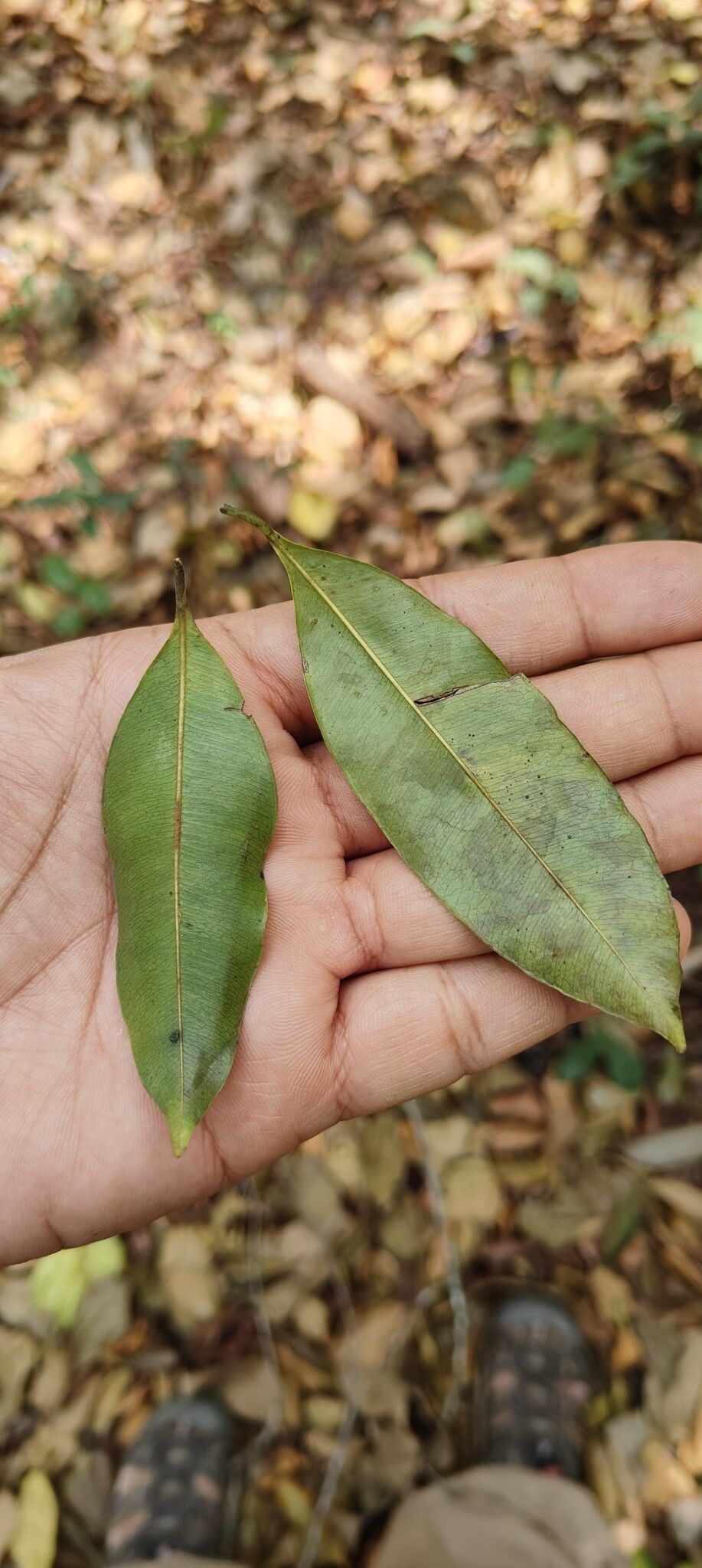 Donella lanceolata — houseplant care guide