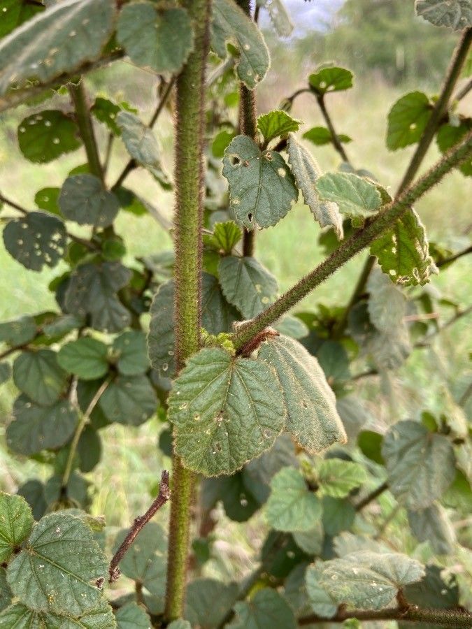 Hibiscus fuscus bark