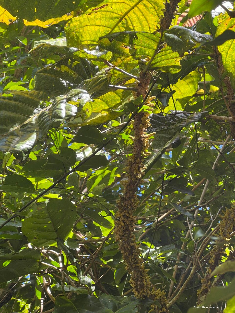 Bocquillonia grandidens flower