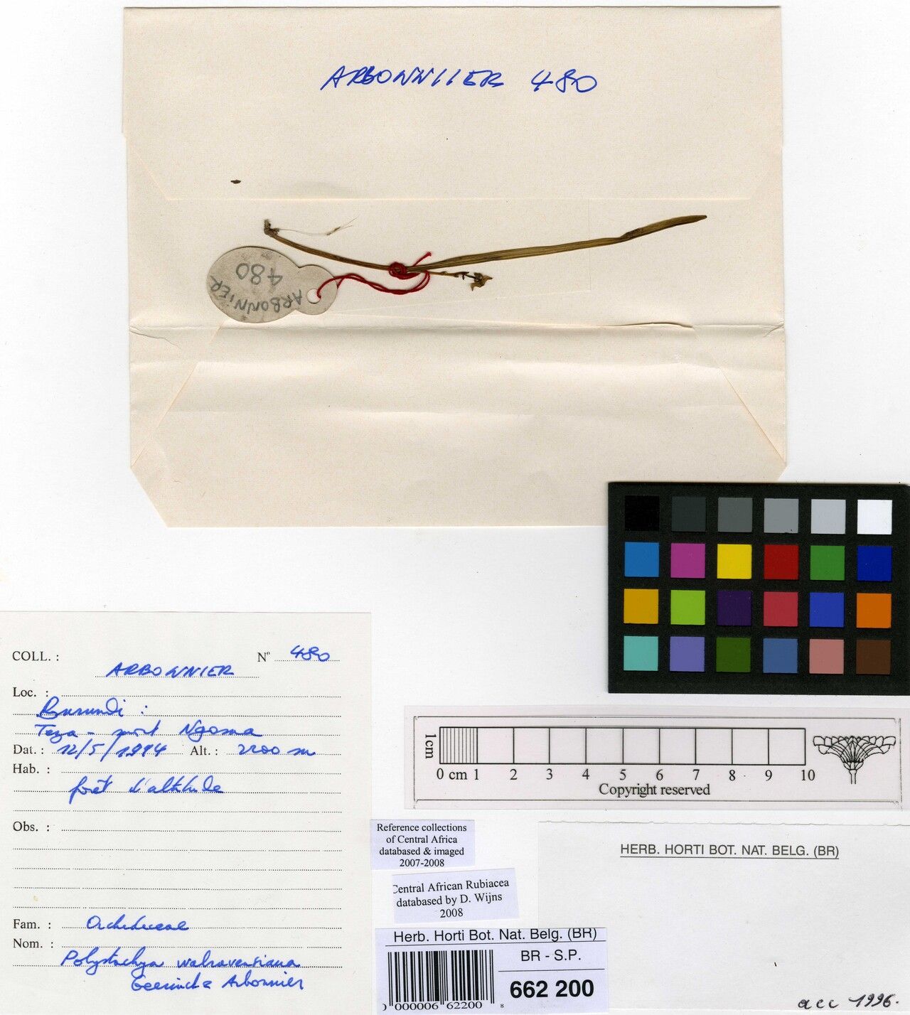 Polystachya walravensiana — houseplant care guide