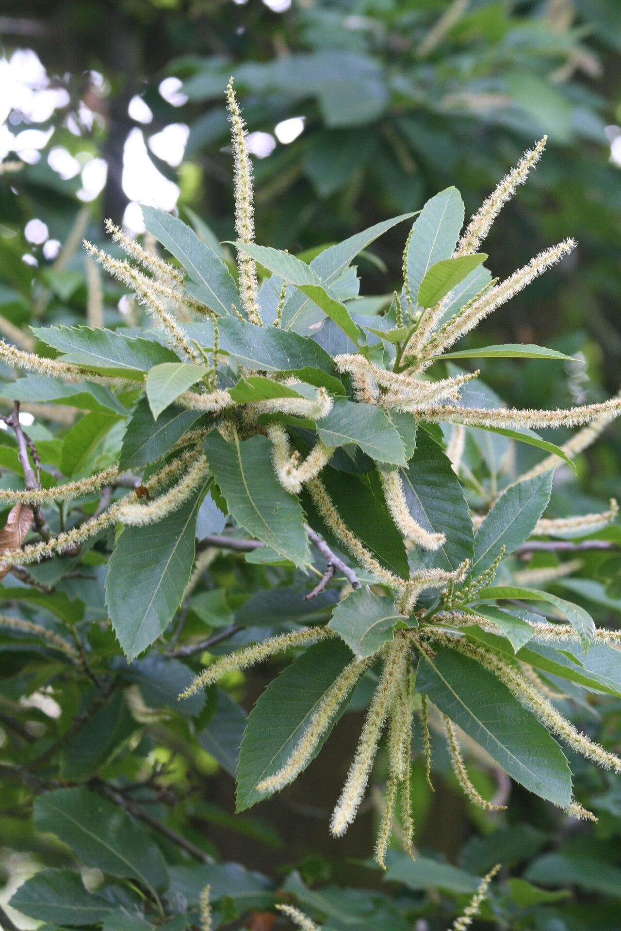 Castanea henryi flower