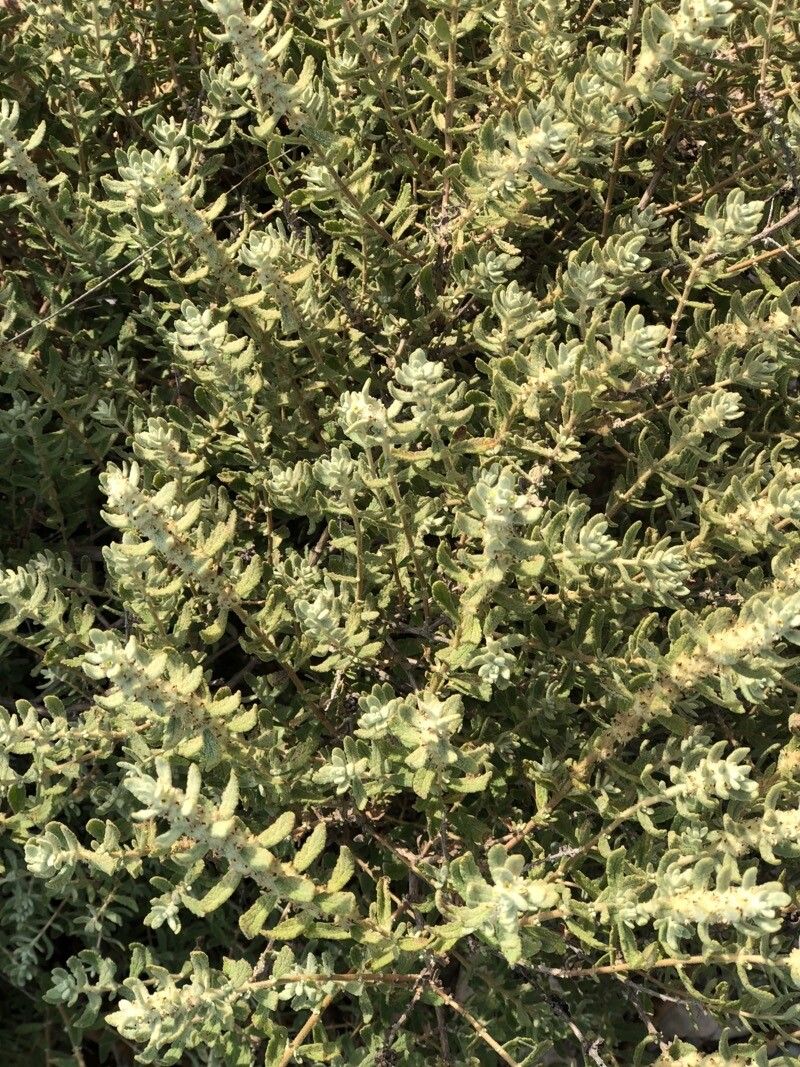 Buddleja scordioides — search result for 'and Chihuahua'