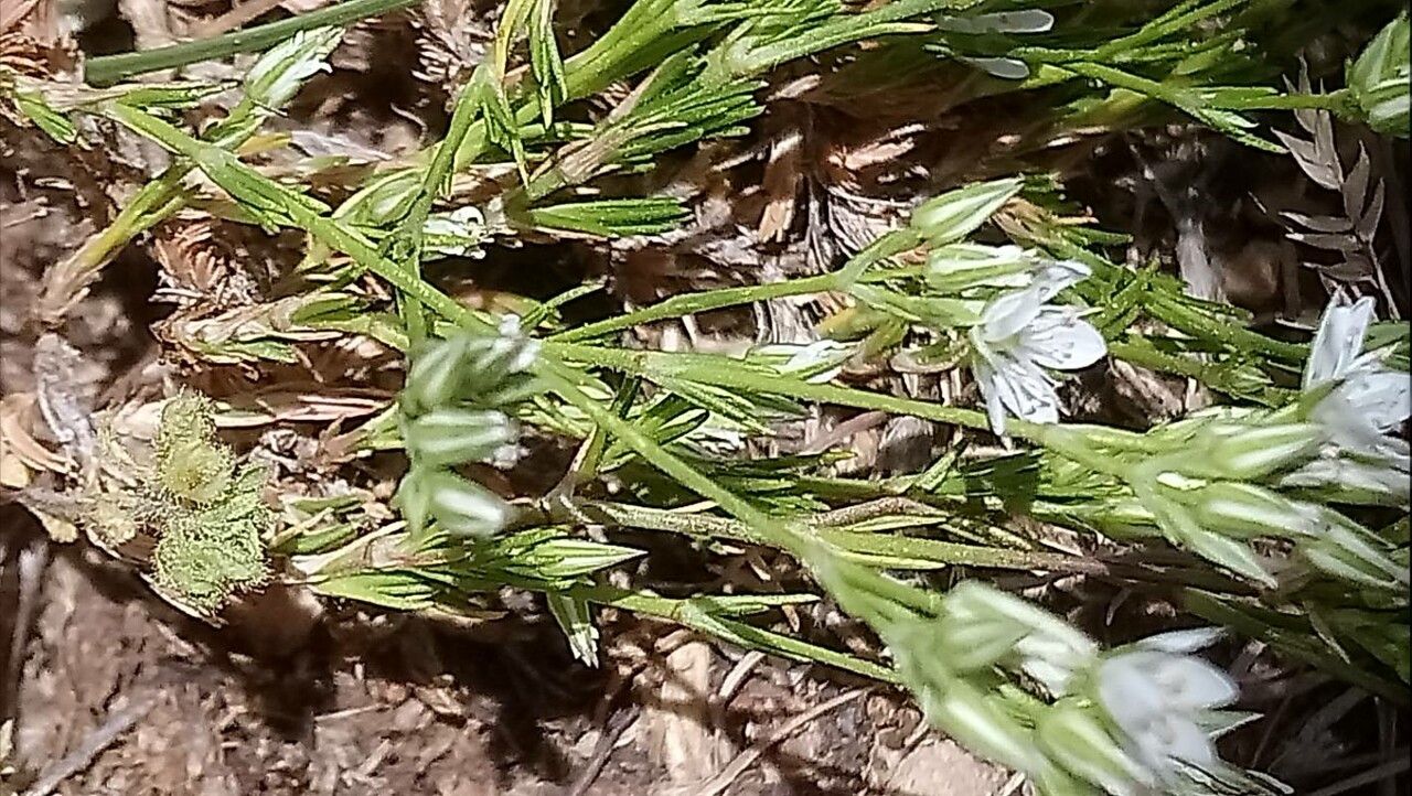 Minuartia rostrata — houseplant care guide