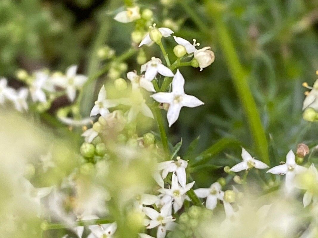 Galium corrudifolium flower