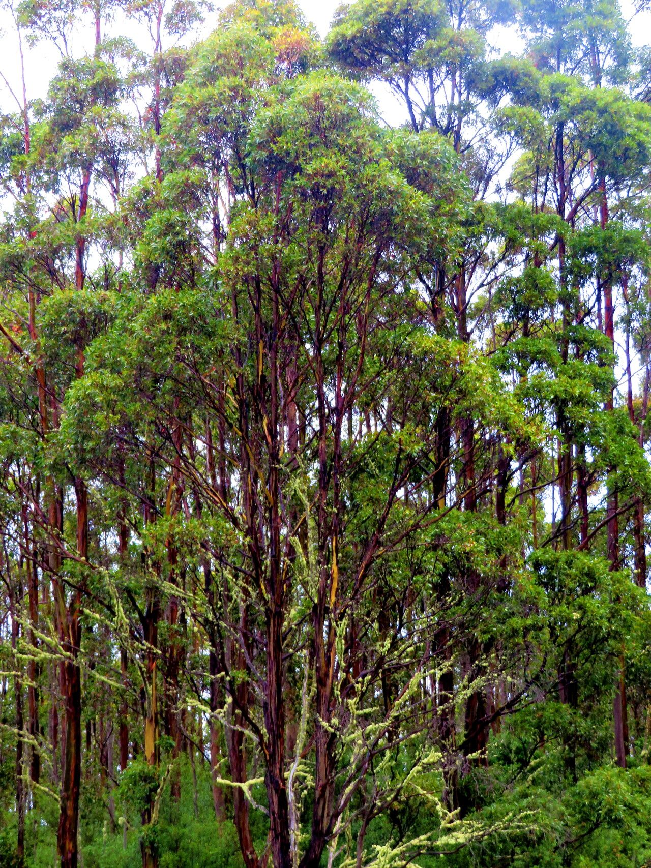 Eucalyptus regnans — search result for 'Eucalyptus'