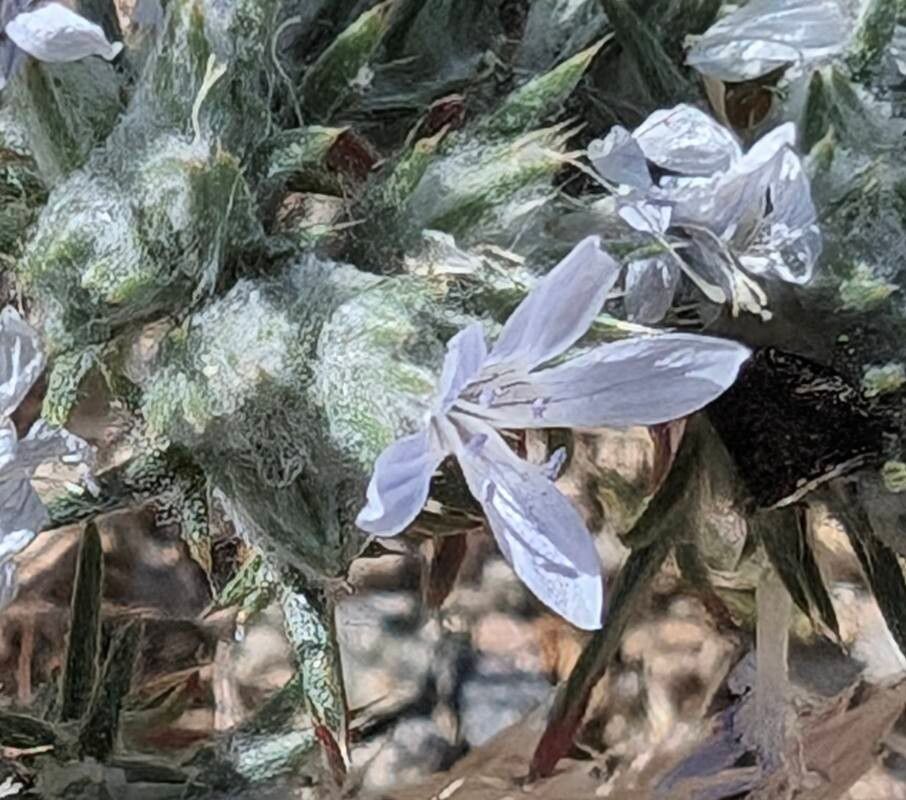 Eriastrum signatum flower