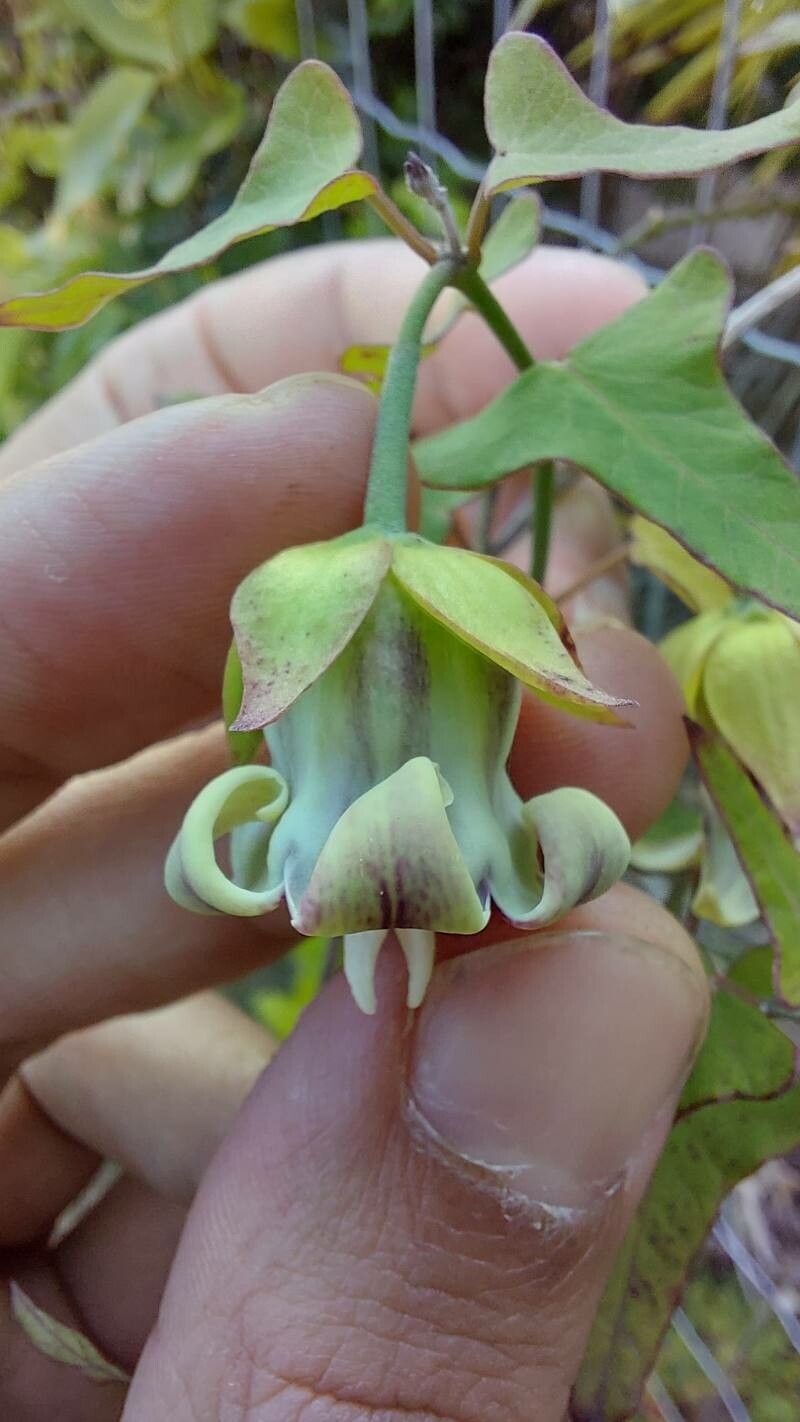 Araujia megapotamica — related species from the same genus