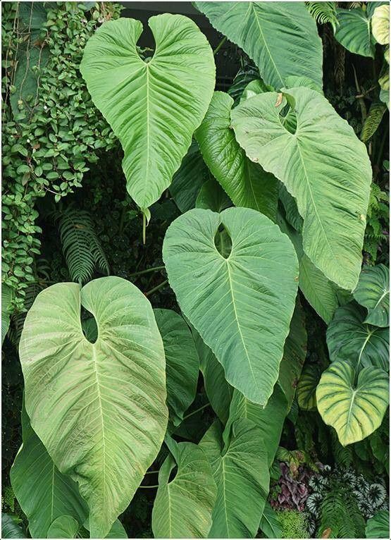 Anthurium grandifolium leaf