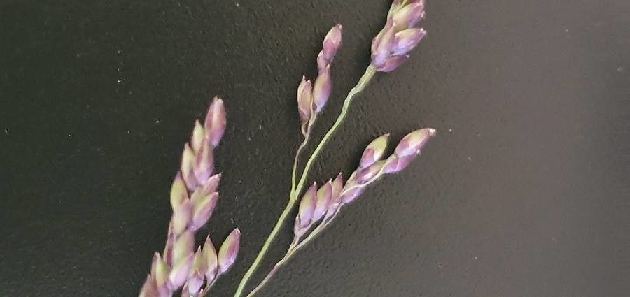 Panicum coloratum fruit