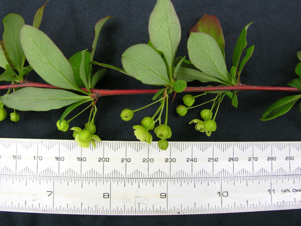 Berberis hamiltoniana other