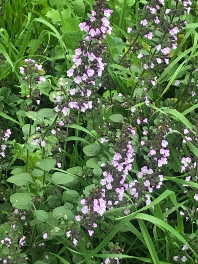 Thymus pulegioides leaf
