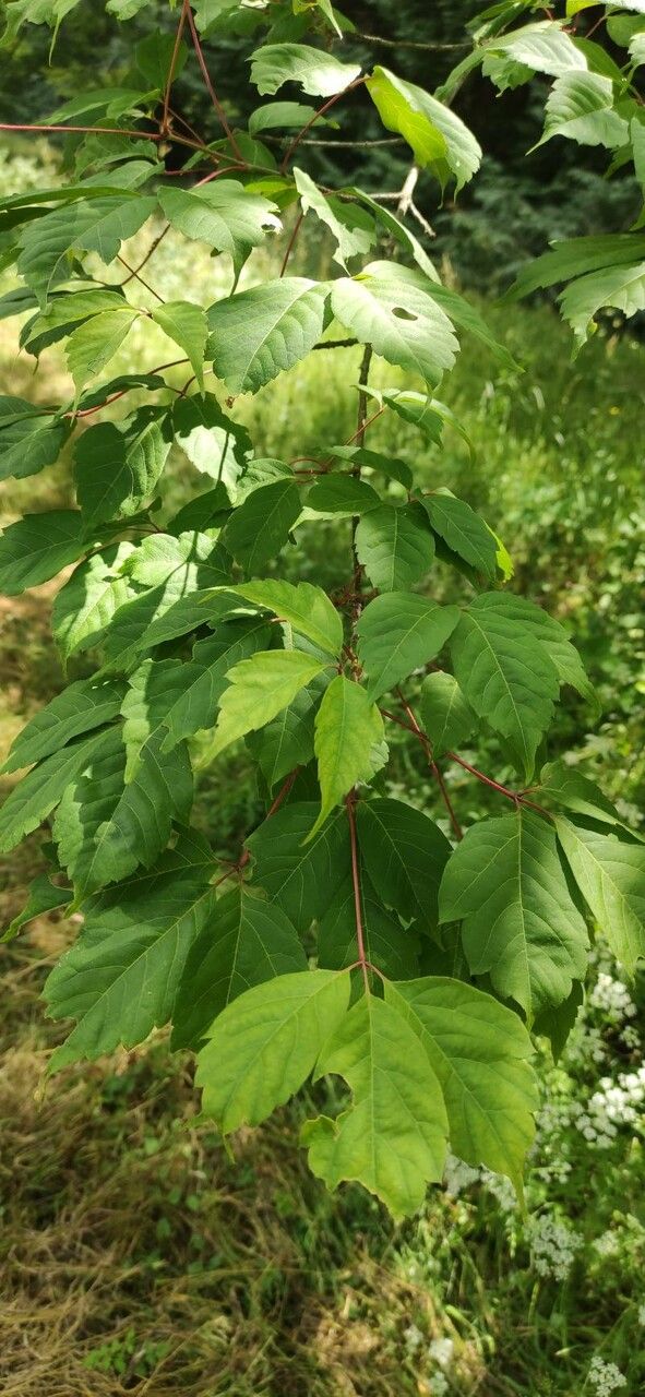 Acer cissifolium leaf
