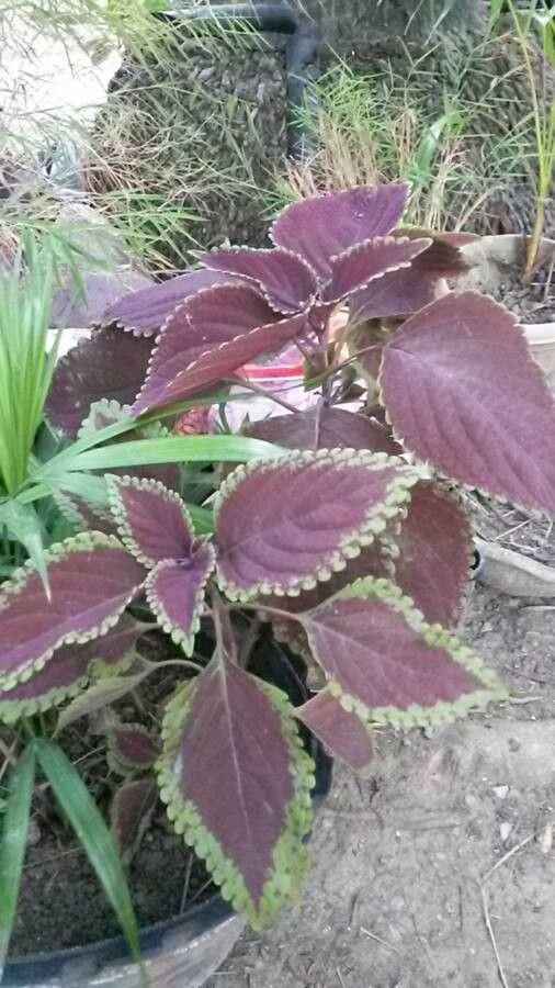 Solenostemon scutellarioides leaf
