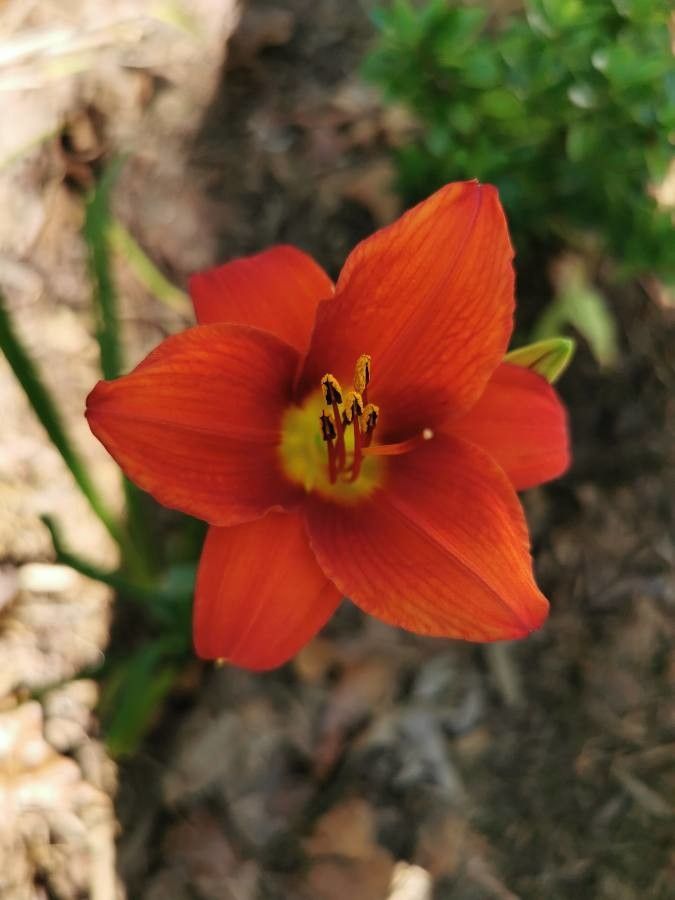 Lilium maritimum flower