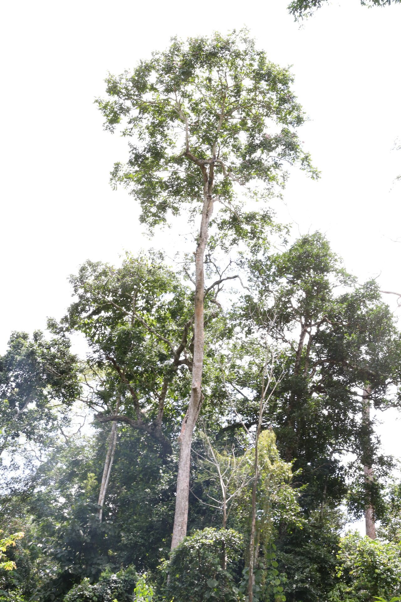 Stereospermum acuminatissimum habit