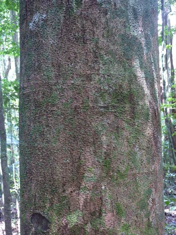 Ormosia melanocarpa bark