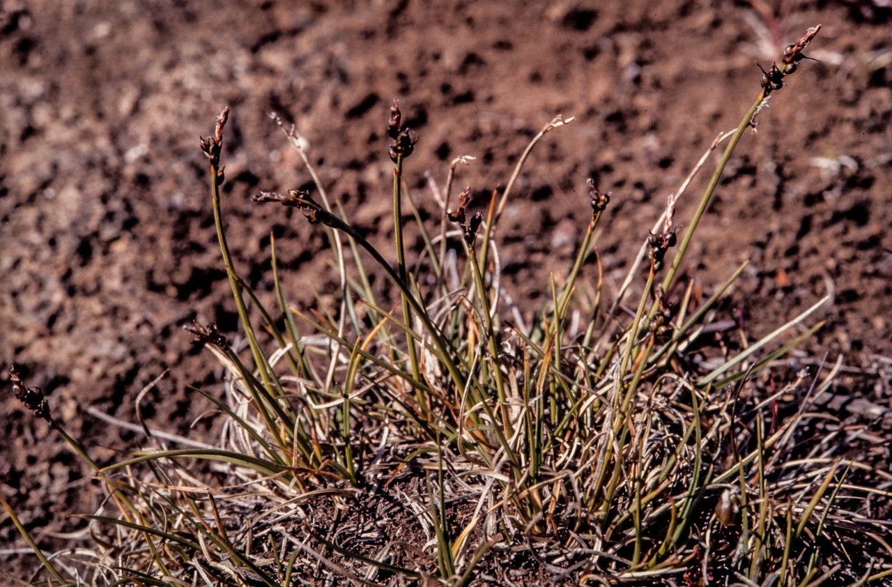 Carex glacialis habit