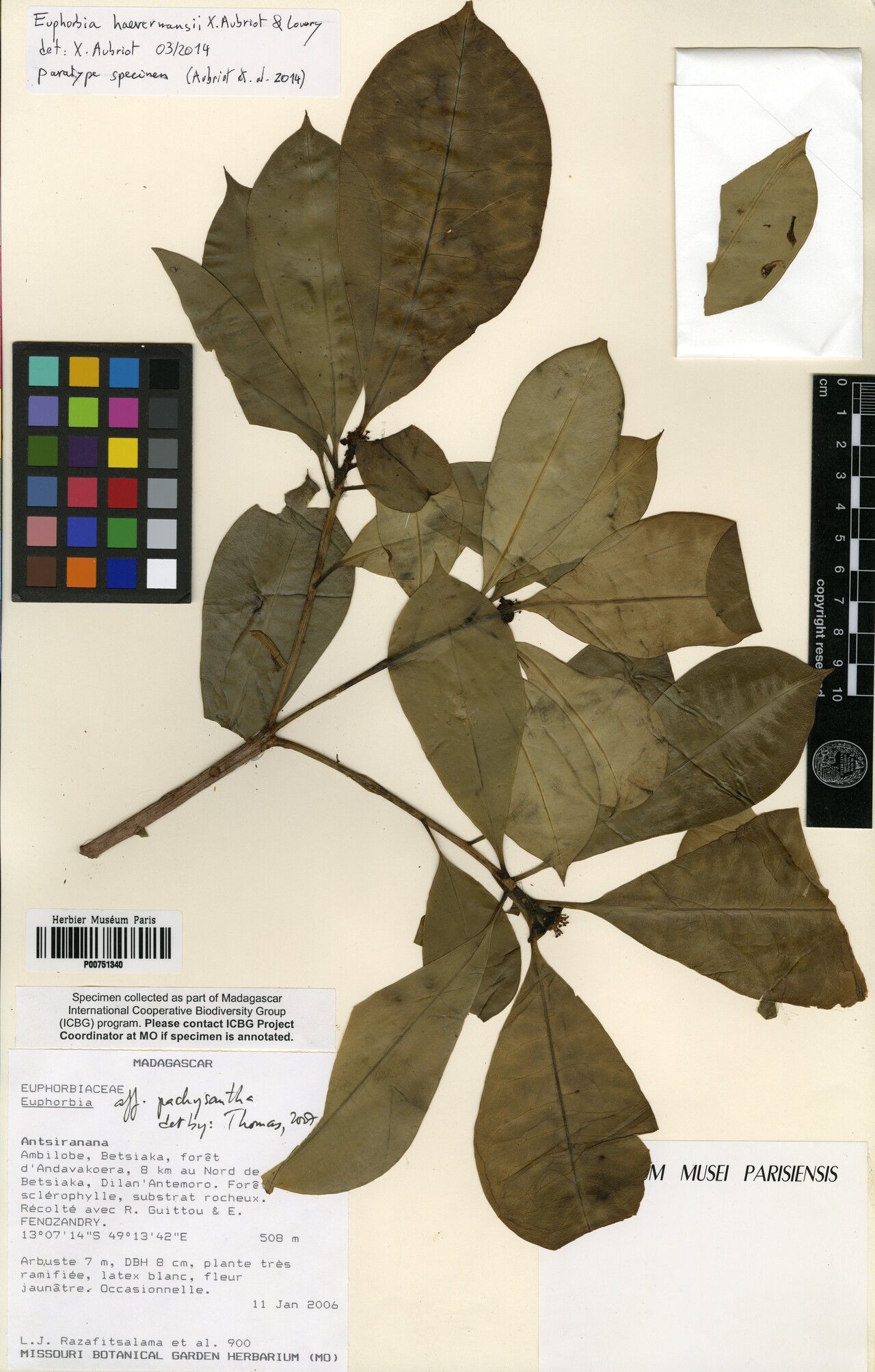 Euphorbia haevermansii — houseplant care guide