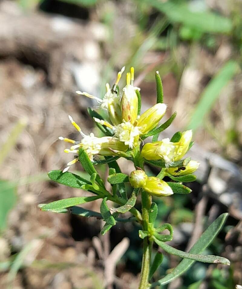 Baccharis dracunculifolia flower