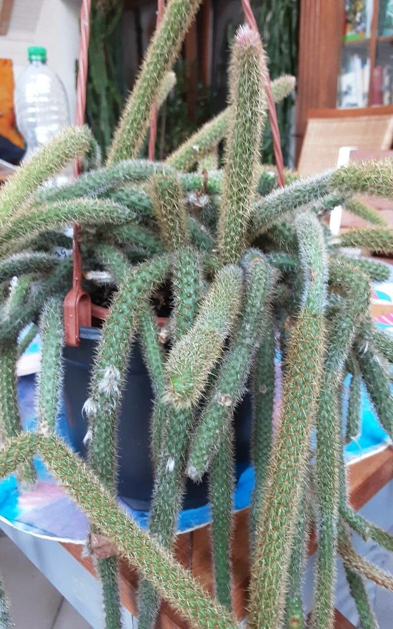 Disocactus flagelliformis bark