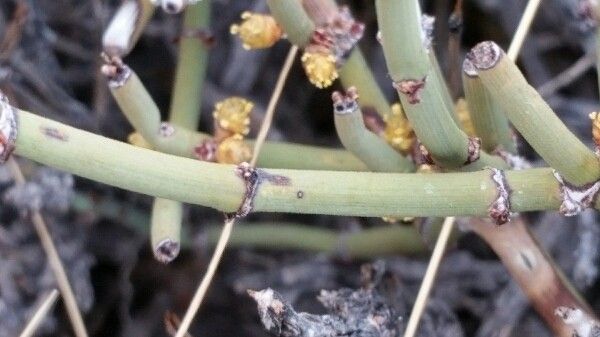 Ephedra breana — search result for 'Ephedra'