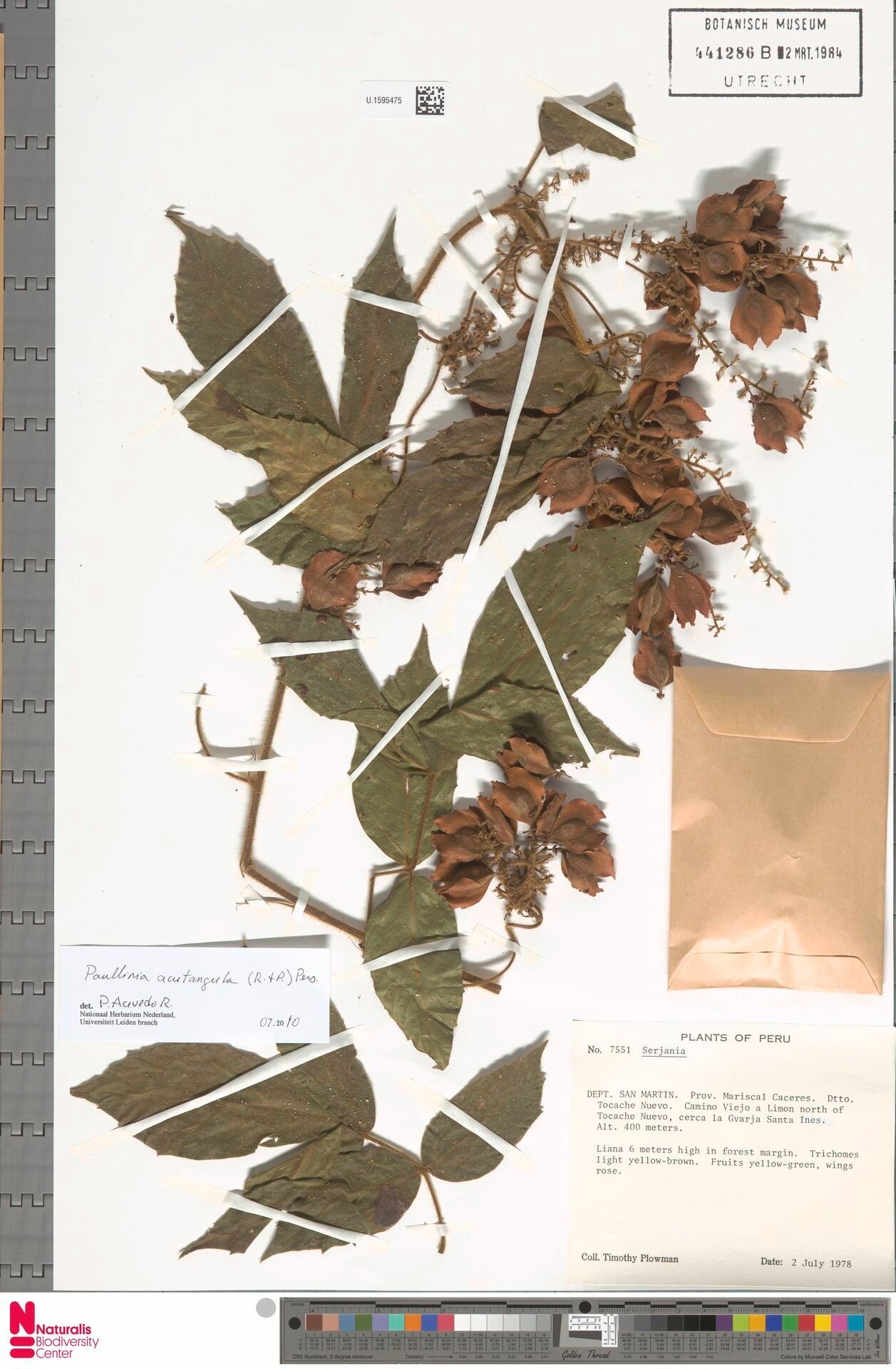 Paullinia acutangula — related species from the same genus